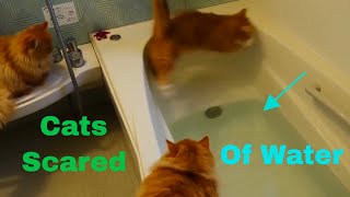 Cats Scared of Water Compilation [upl. by Hetty]