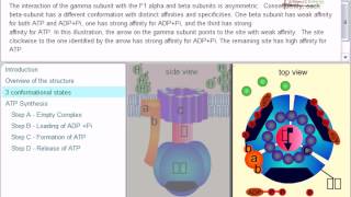 ATP synthesis chemiosmotic theory [upl. by Aimar626]