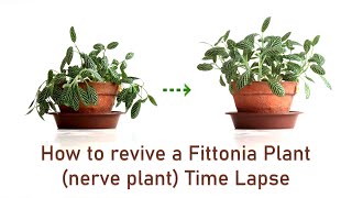 How to revive a limp droopy wilting dried Fittonia plant nerve plant time lapse [upl. by Kcirdled362]