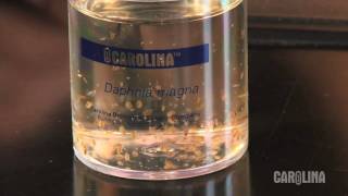 How to Care for Daphnia [upl. by Rubinstein]