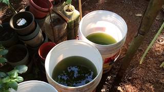 How to grow Green Water Algae [upl. by Jevon]