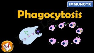 Phagocytosis FLImmuno10 [upl. by Ahsinam]