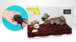 Tarantula Interesting Facts [upl. by Connolly872]