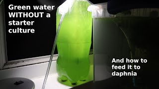 Green Water WITHOUT a Starter Culture  From Scratch  How To [upl. by Jea]