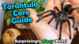 How to Care for Tarantulas [upl. by Eeresid855]