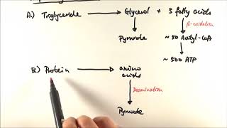 A2 Biology  Respiratory substrates OCR A Chapter 186 [upl. by Eedoj]