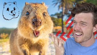 Quokkas Throw Their Babies At Predators To Defend Themselves  SOLVED  Quokka Hub [upl. by Nomolos1]