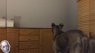 5 Dogs That Saw Something Their Owners Couldn’t See [upl. by Nyved990]