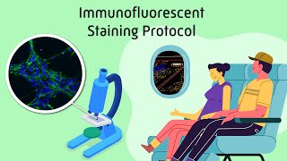 Immunofluorescent Staining Protocol [upl. by Ariane]