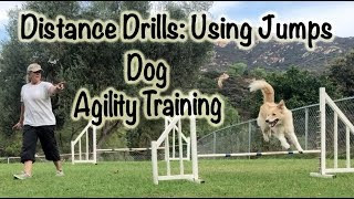 Teach Basic Agility To Your Dog At Home [upl. by Banna]