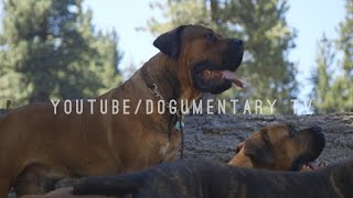 THE BOERBOEL OF BIG BEAR MOUNTAIN CALIFORNIA [upl. by Intisar]