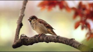 1 Hour Birdsong Sounds on a Spring Morning in English Countryside [upl. by Ragouzis]