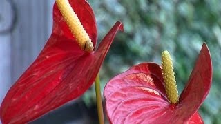 🌺 Comment prendre soin de votre Anthurium à la maison 🌱 [upl. by Ycul565]