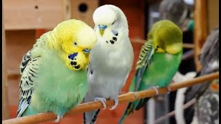 Budgies Singing Funniest Moments [upl. by Dietsche452]