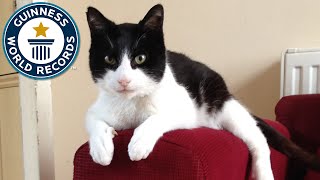 Loudest Purring Cat  Guinness World Records [upl. by Nairda]