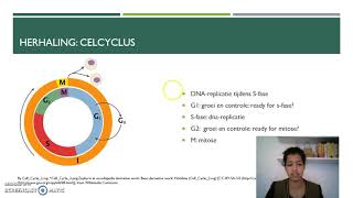 DNA replicatie en celcyclus HAVO [upl. by Ahswat]