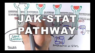 JAKSTAT Signalling Pathway [upl. by Cadal]