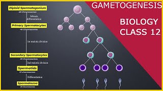 GAMETOGENESIS  Human Reproduction  Class 12 [upl. by Obie98]