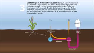 StickstoffKreislauf und Umsetzung von DüngerStickstoff im Boden [upl. by Jake]