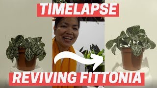 Reviving Fittonias  EP 03 [upl. by Thatch]