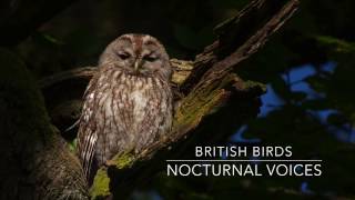 British Birds  Nocturnal Voices [upl. by Lucian]