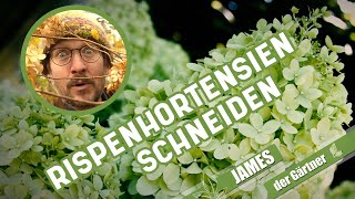 Wann und wie schneidet man Rispenhortensien I James der Gärtner [upl. by Errol]