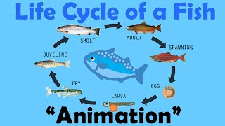 FISH LIFE CYCLE  Animation [upl. by Jami322]