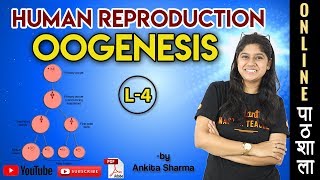 Oogenesis ANIMATION  Human Reproduction  Chapter 3 Biology Class 12  NEET 2020  21 Exam [upl. by Ping517]