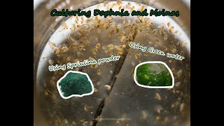 How To Culture Daphnia and Moinas using Green Water Spirulina powder [upl. by Ofori497]