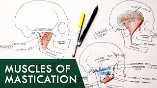 Muscles of Mastication  Anatomy Tutorial [upl. by Buyse]