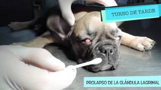 CAP 20 VETERINARIO ONLINE PROLAPSO glándula tercer párpado en perro [upl. by Valdes]