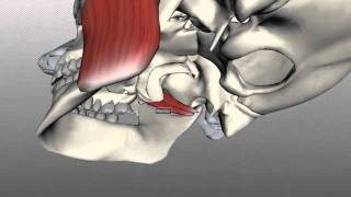 Muscles of Mastication  Anatomy Tutorial [upl. by Tad]