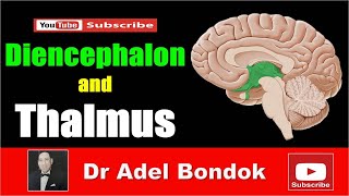 Thalamic Mechanism of Parkinson Disease [upl. by Durkee]