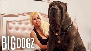 Ambush The 180lbs Neapolitan Mastiff  BIG DOGZ [upl. by Heisel]