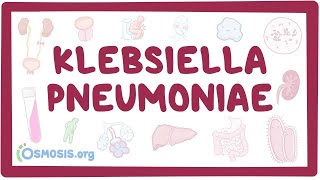 Klebsiella pneumoniae  an Osmosis Preview [upl. by Olga]