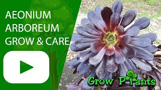 How to grow Aeonium arboreum [upl. by Chauncey862]