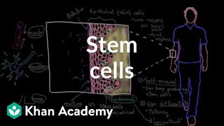 Stem cells  Cells  MCAT  Khan Academy [upl. by Dawson]