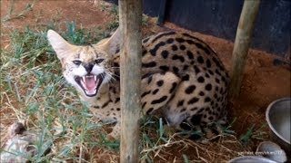 A day with the Servals and Caracals [upl. by Lyred]