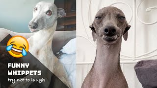 10 Funniest Whippet Videos  Funny Animals [upl. by Hteboj846]