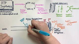 ATP synthesis [upl. by Julia]