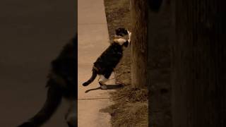 Cute 🥰 calicos cat scratching the tree 🌴 at night cat catlover kitten meow shorts [upl. by Brodeur]