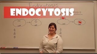 Endocytosis Pinocytosis amp Phagocytosis [upl. by Heigl]