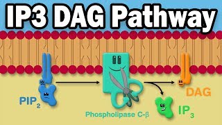 IP3 DAG Calcium Pathway [upl. by Shurlocke]