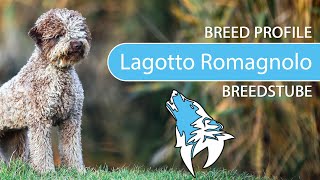 ► Lagotto Romagnolo Breed 2020 Temperament amp Training [upl. by Seluj791]