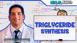 Metabolism  Triglyceride Synthesis [upl. by Maxi]