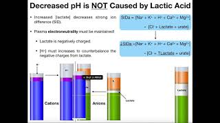 What is Lactate and Lactic Acid [upl. by Ahtabbat]