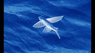 Facts The Flying Fish [upl. by Alocin324]