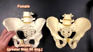 Coxa amp Pelvis Anatomy [upl. by Annovahs]