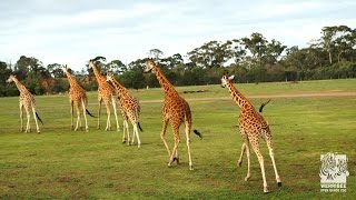 Werribee Open Range Zoo Highlights [upl. by Marget697]