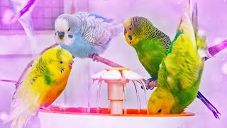 Budgies Singing for Lonely Budgies while taking a Bath [upl. by Ecyarg]